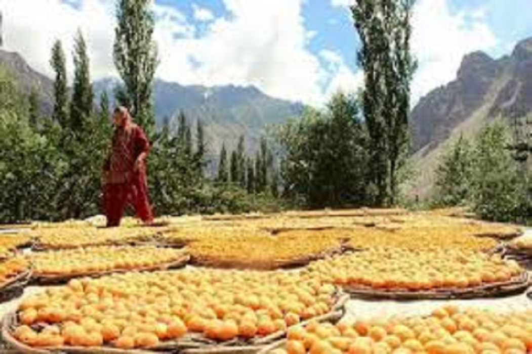 Hunza Healthy Dry Fruits